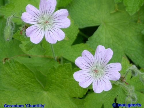 Geranium 'Chantilly'